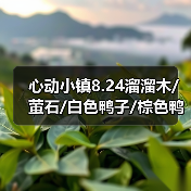 心动小镇8.24溜溜木/萤石/白色鸭子/棕色鸭子位置