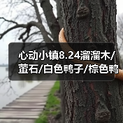心动小镇8.24溜溜木/萤石/白色鸭子/棕色鸭子位置(图3) 心动小镇8.24溜溜木/萤石/白色鸭子/棕色鸭子位置(图3)