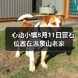 心动小镇8月11日萤石位置在温泉山老家(图4) 心动小镇8月11日萤石位置在温泉山老家(图4)